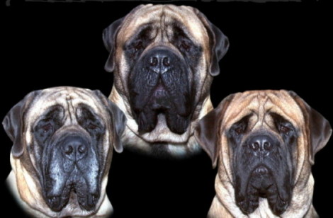 BRETON_MASTIFFS_HEAD_STUDY1.JPG (38424 bytes)