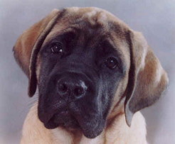 Gracie_St._12weeks.jpg (12477 bytes)
