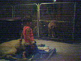 Lauren In kennel room (8380 bytes)