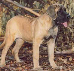 Nessie_4_mo_a.jpg (10325 bytes)