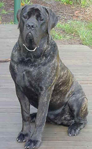 Shiraz10mo(3).jpg (54434 bytes)