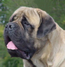 bomber20016.jpg (29131 bytes)