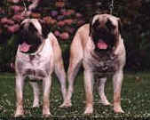 mike__dell.jpg (5884 bytes)