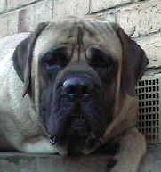 zukihead.jpg (73127 bytes)