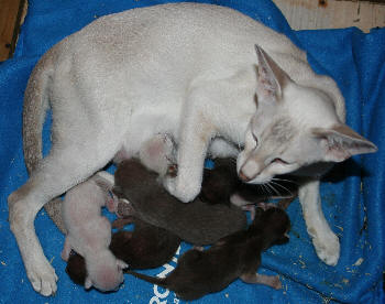 Aurora & Kittens 31st March 2007