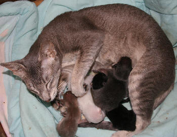 Nillahcootie & Kittens 26th January 2007