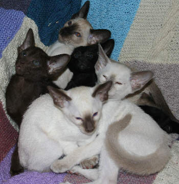 Estrellita Kittens 1st Feb 2007