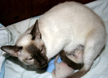 Estrellita & Kitten 3rd June 2007