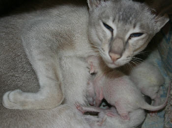 Maddy & Kittens 29th May 2006