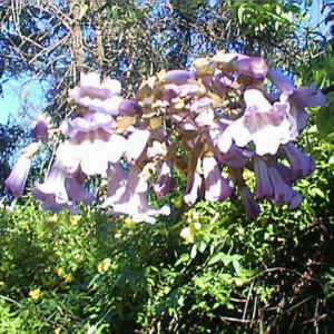 Paulownia Flowers in our garden