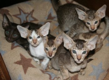 Valkyrie Kittens 23rd Jan 2014